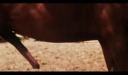 عیار روسی به طور فعال دیک فیلم ورزشی سکسی را در بیدمشک خود می گیرد